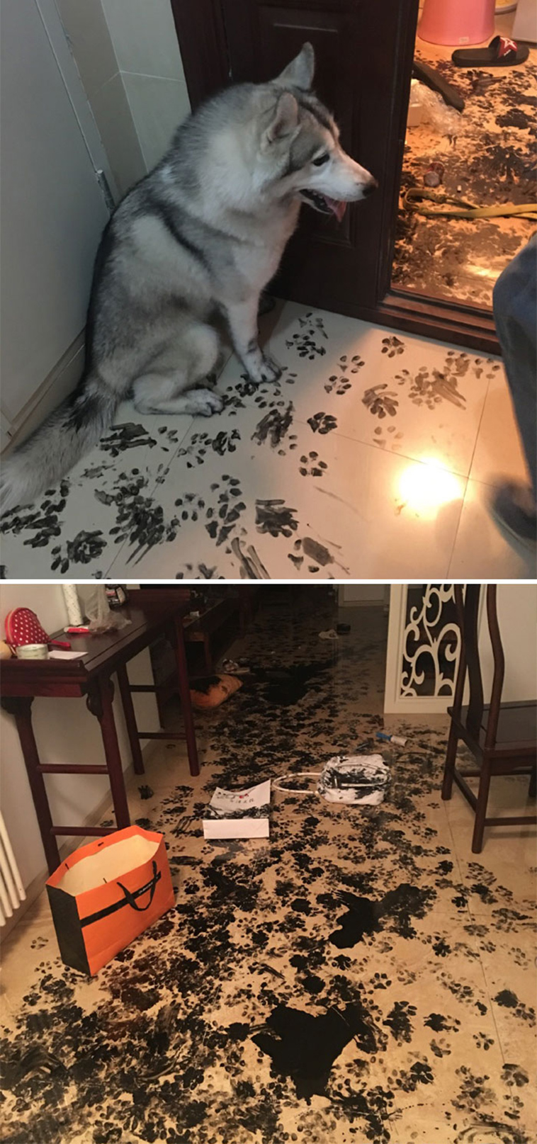 people-left-their-pets-alone-totally-regretted-it