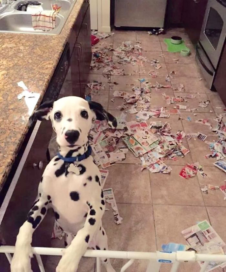 people-left-their-pets-alone-totally-regretted-it