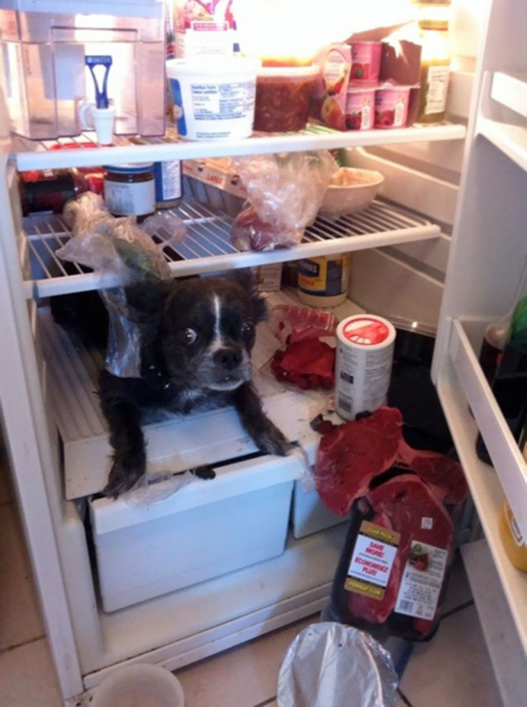 people-left-their-pets-alone-totally-regretted-it