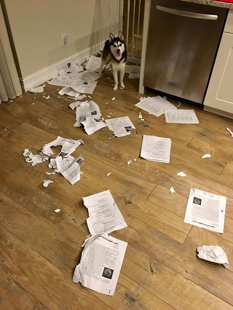 people-left-their-pets-alone-totally-regretted-it