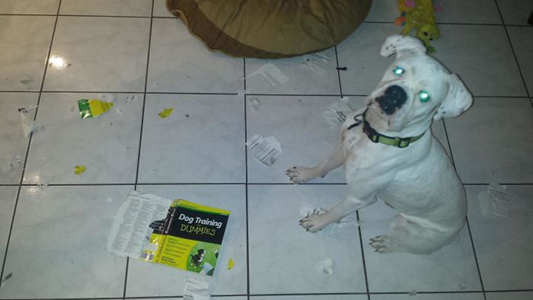 people-left-their-pets-alone-totally-regretted-it