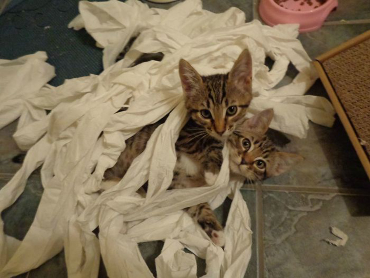 people-left-their-pets-alone-totally-regretted-it