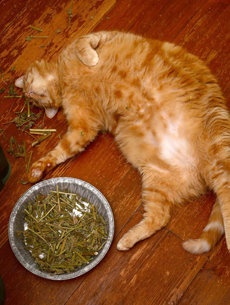 people-left-their-pets-alone-totally-regretted-it