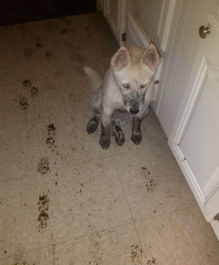 people-left-their-pets-alone-totally-regretted-it