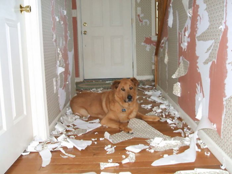 people-left-their-pets-alone-totally-regretted-it