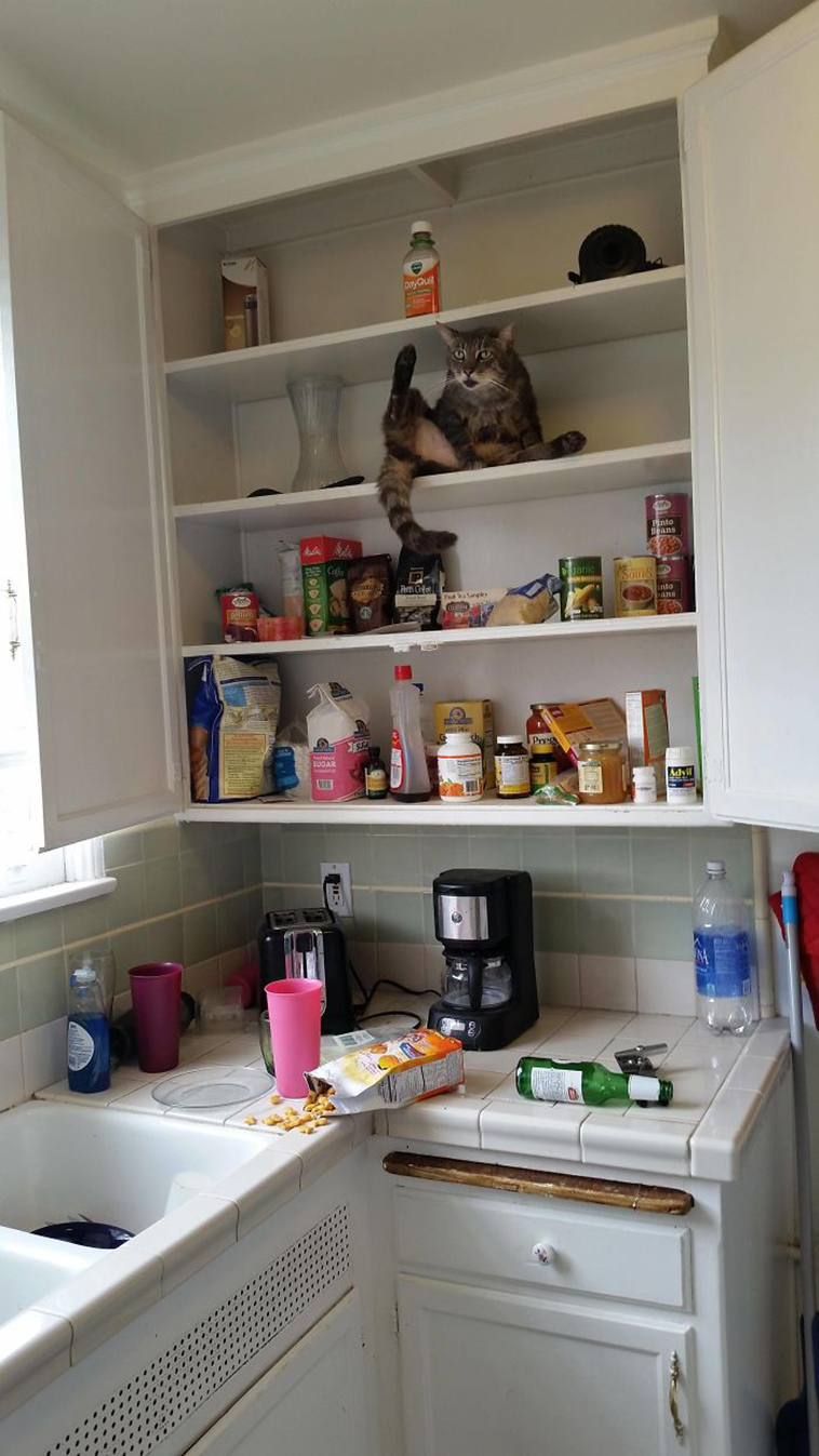 people-left-their-pets-alone-totally-regretted-it