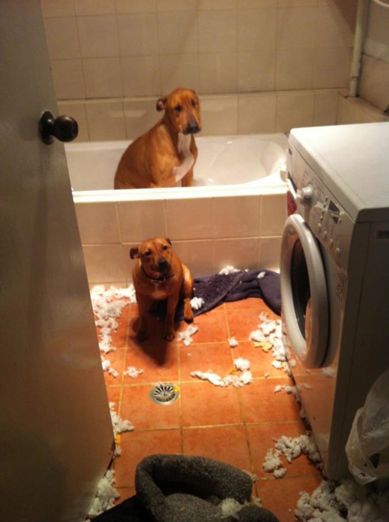 people-left-their-pets-alone-totally-regretted-it