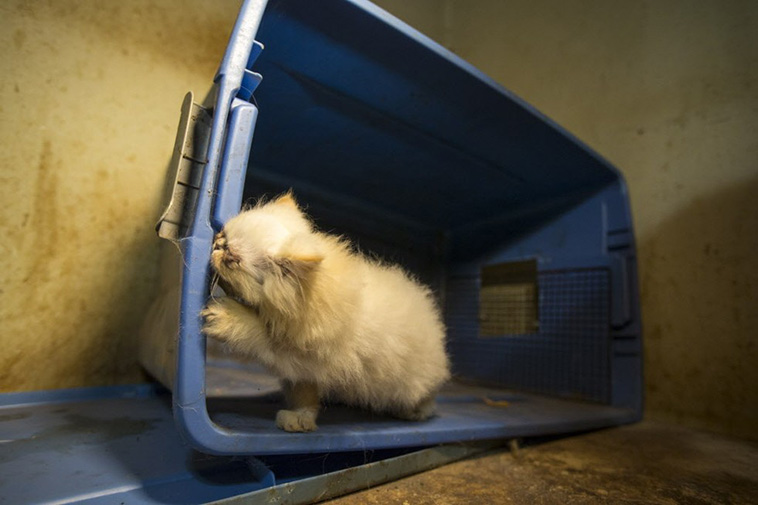 Cat Conquers Puppy Mill Past