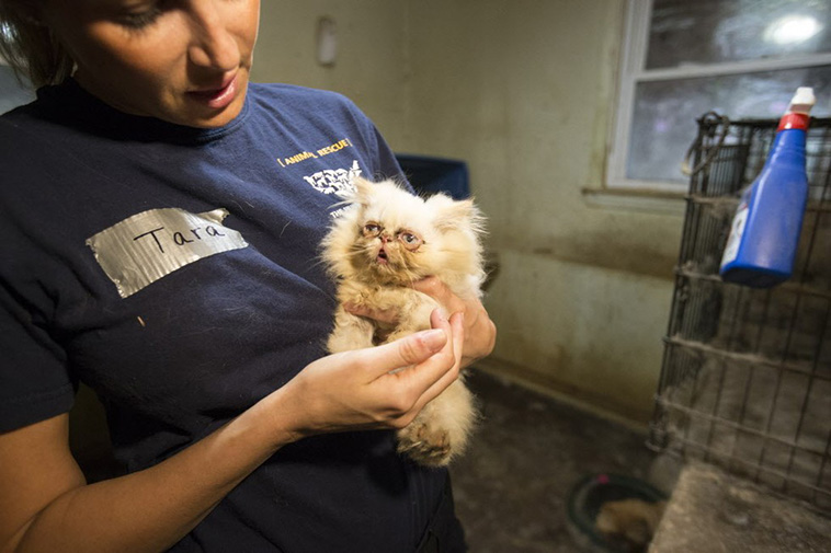 Cat Conquers Puppy Mill Past
