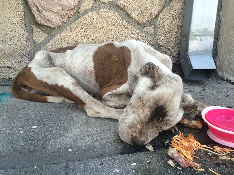 rescues dying dog