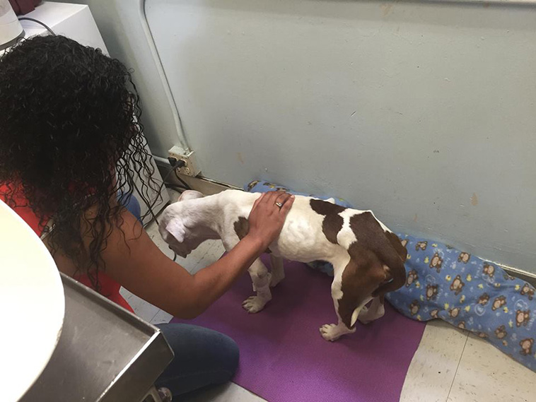 rescues dying dog