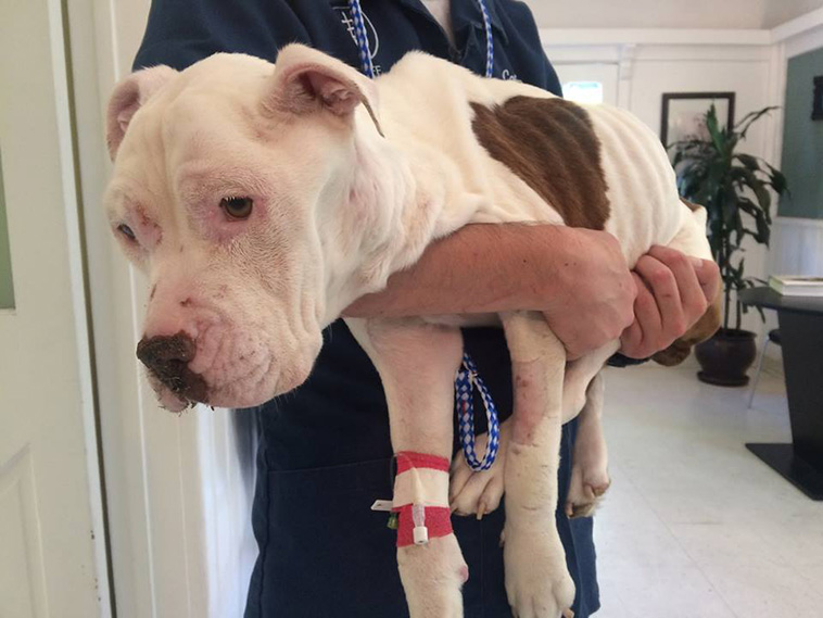 rescues dying dog