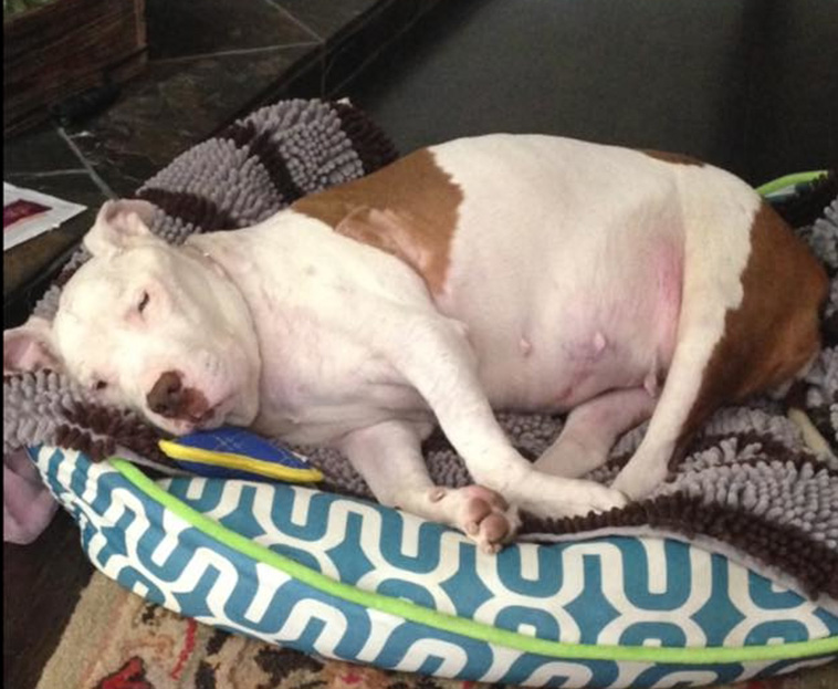 rescues dying dog