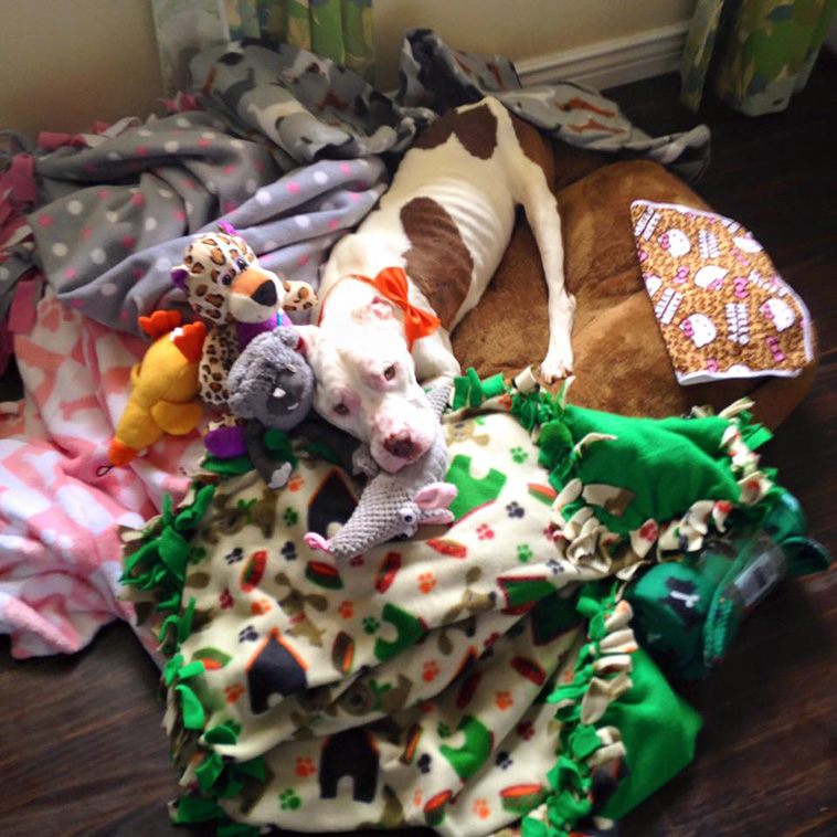 rescues dying dog