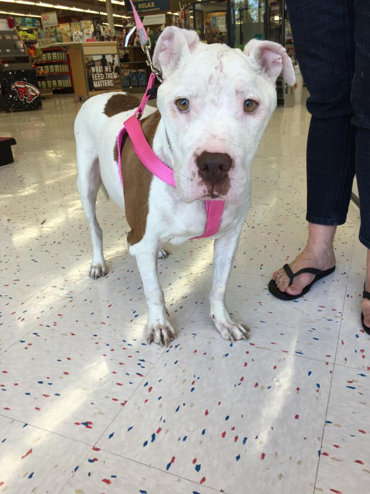 rescues dying dog