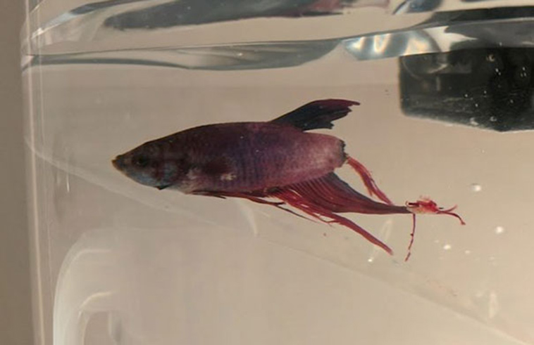 sick betta fish rescued walmart