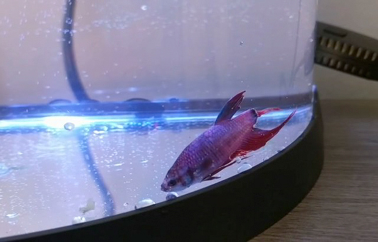 sick betta fish rescued walmart