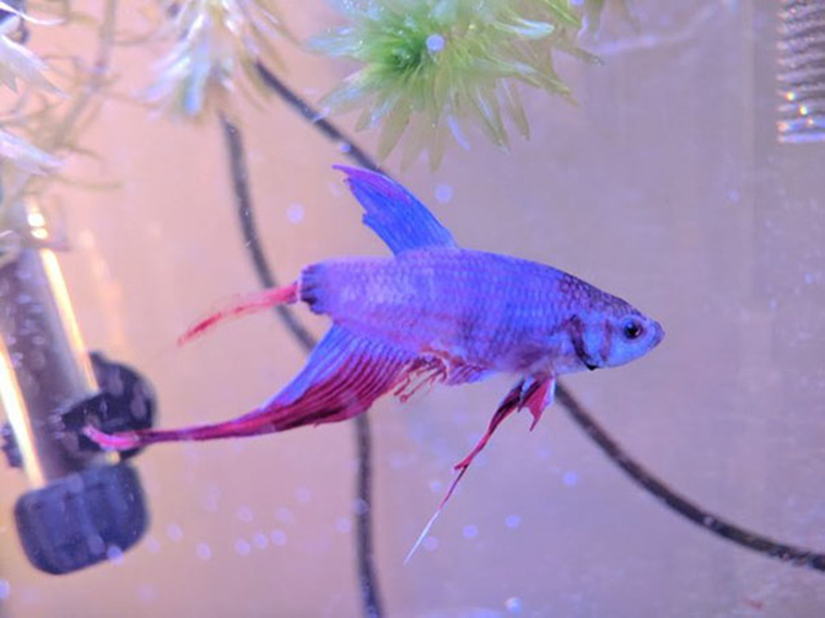sick betta fish rescued walmart