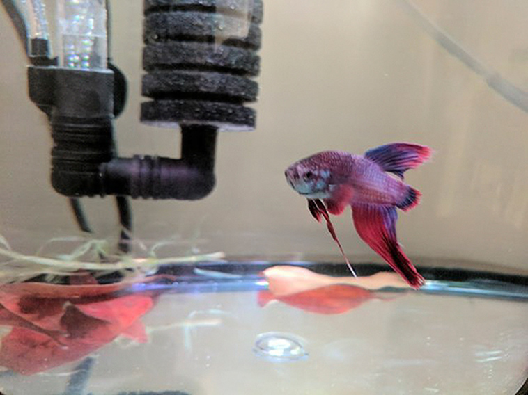 sick betta fish rescued walmart