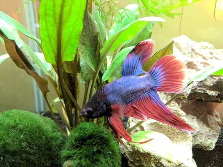 sick betta fish rescued walmart