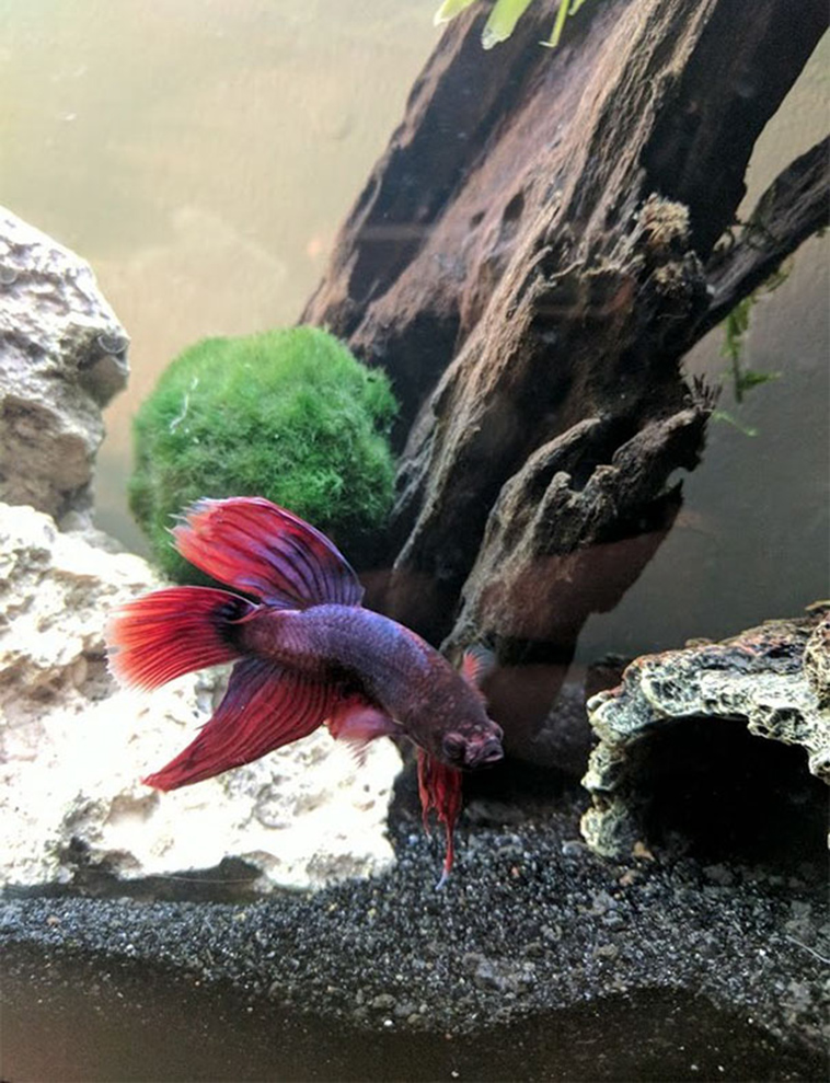 sick betta fish rescued walmart
