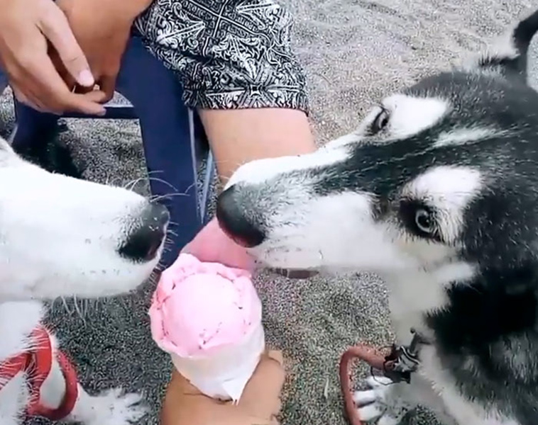 sick husky extremely change beautiful dog