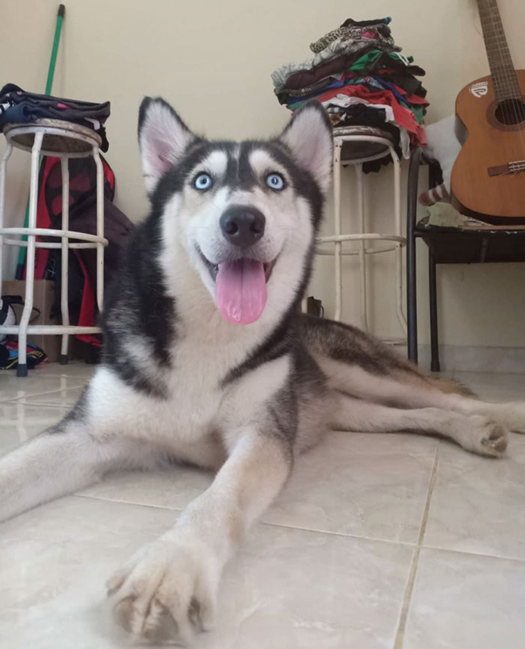 sick husky extremely change beautiful dog