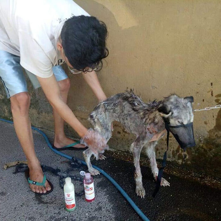 sick husky extremely change beautiful dog
