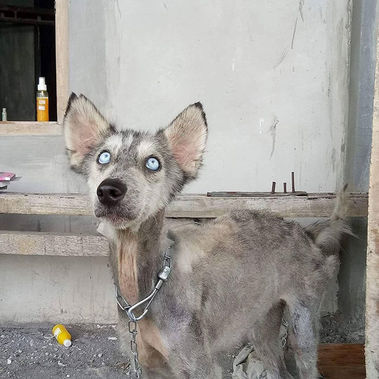 sick husky extremely change beautiful dog