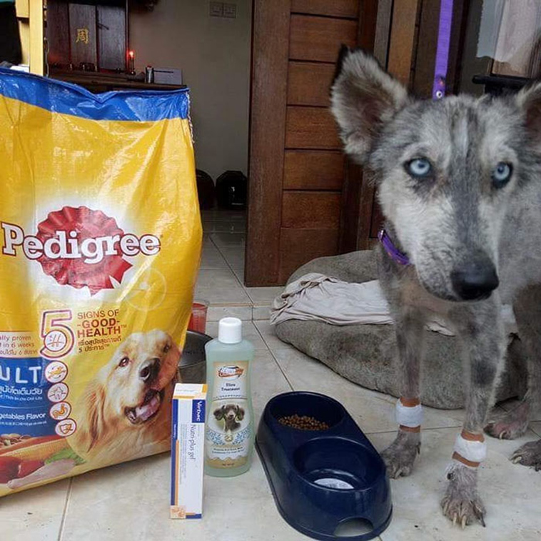 sick husky extremely change beautiful dog