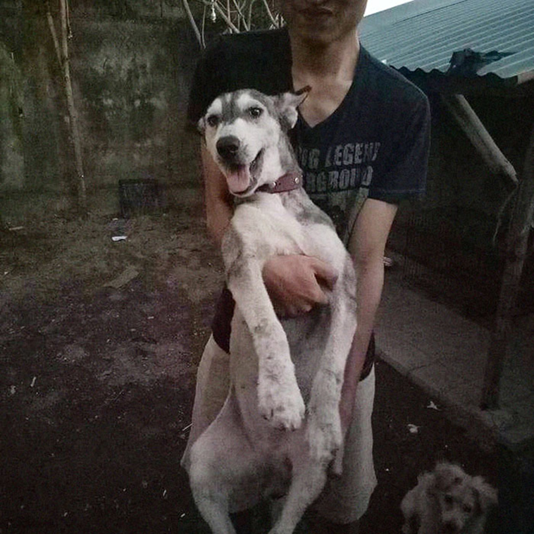 sick husky extremely change beautiful dog