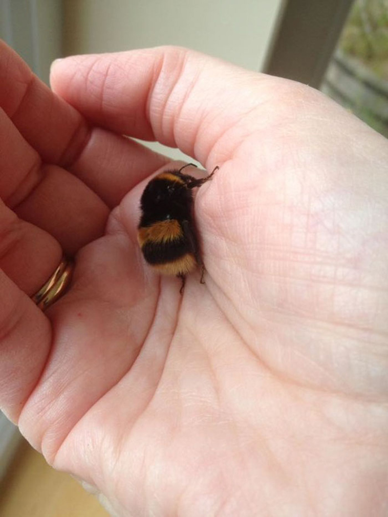woman rescues wingless queen bee