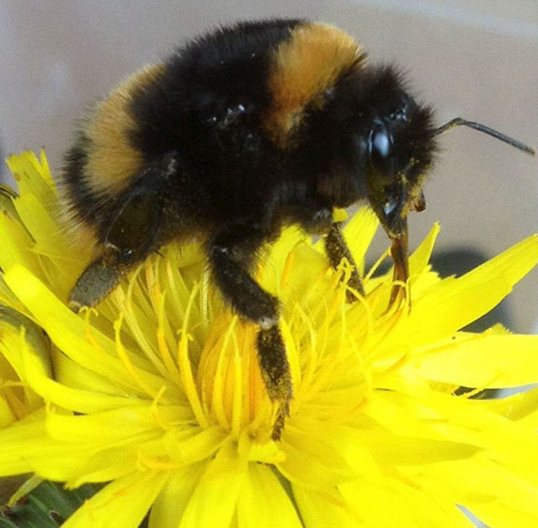 woman rescues wingless queen bee
