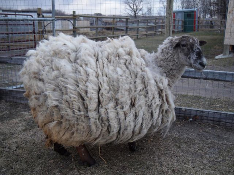 abandoned-sheep-teddy-canada