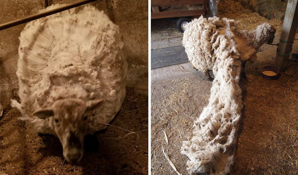 abandoned-sheep-teddy-canada-6