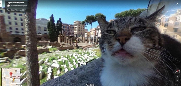 cat-in-google-street-view