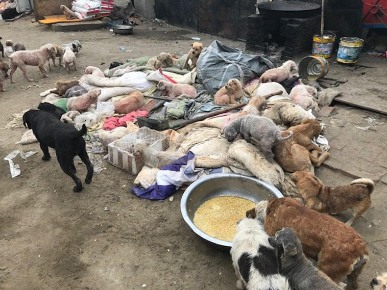 dog-rescued-meat-trade-china