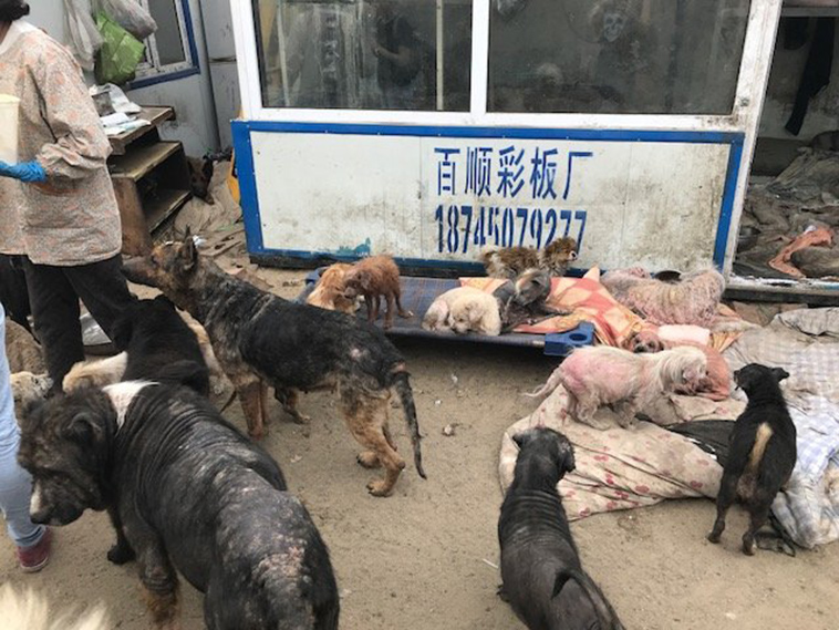 dog-rescued-meat-trade-china