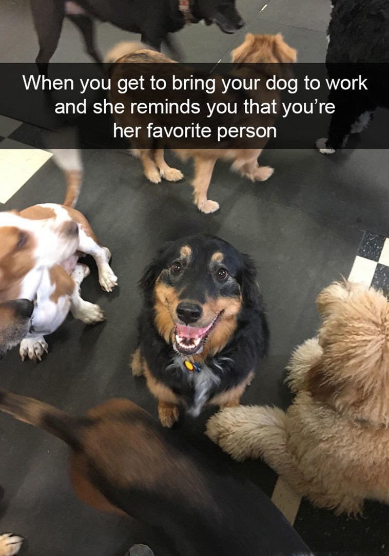 funny-dogs-snapchat-pics