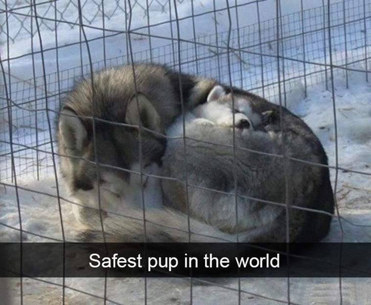 funny-dogs-snapchat-pics