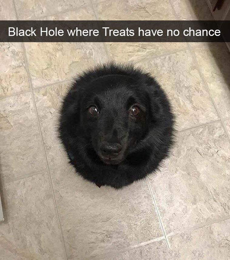 funny-dogs-snapchat-pics