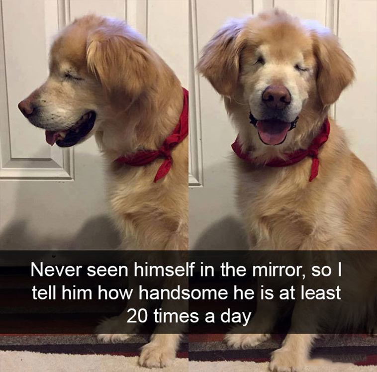 funny-dogs-snapchat-pics
