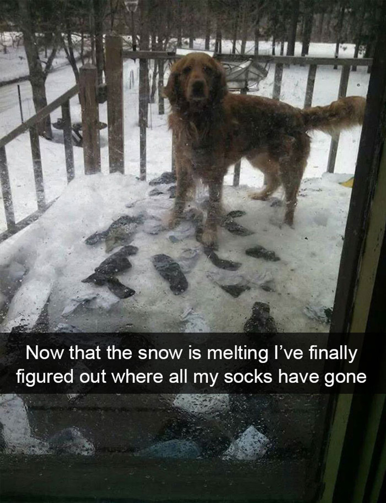 funny-dogs-snapchat-pics