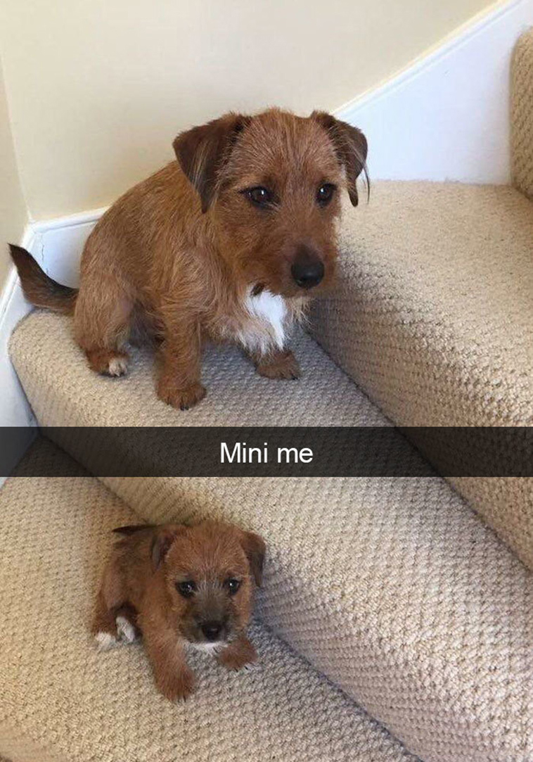 funny-dogs-snapchat-pics