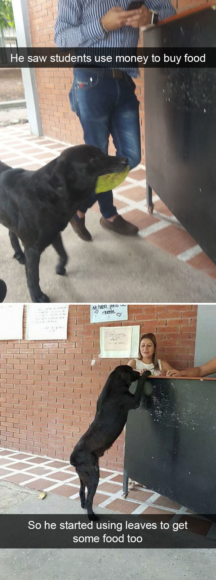 funny-dogs-snapchat-pics
