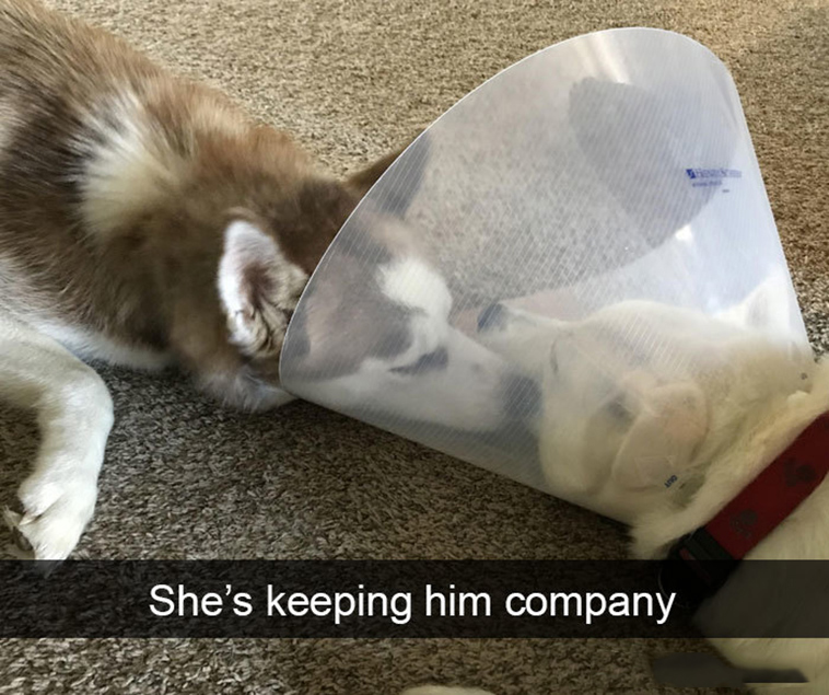 funny-dogs-snapchat-pics