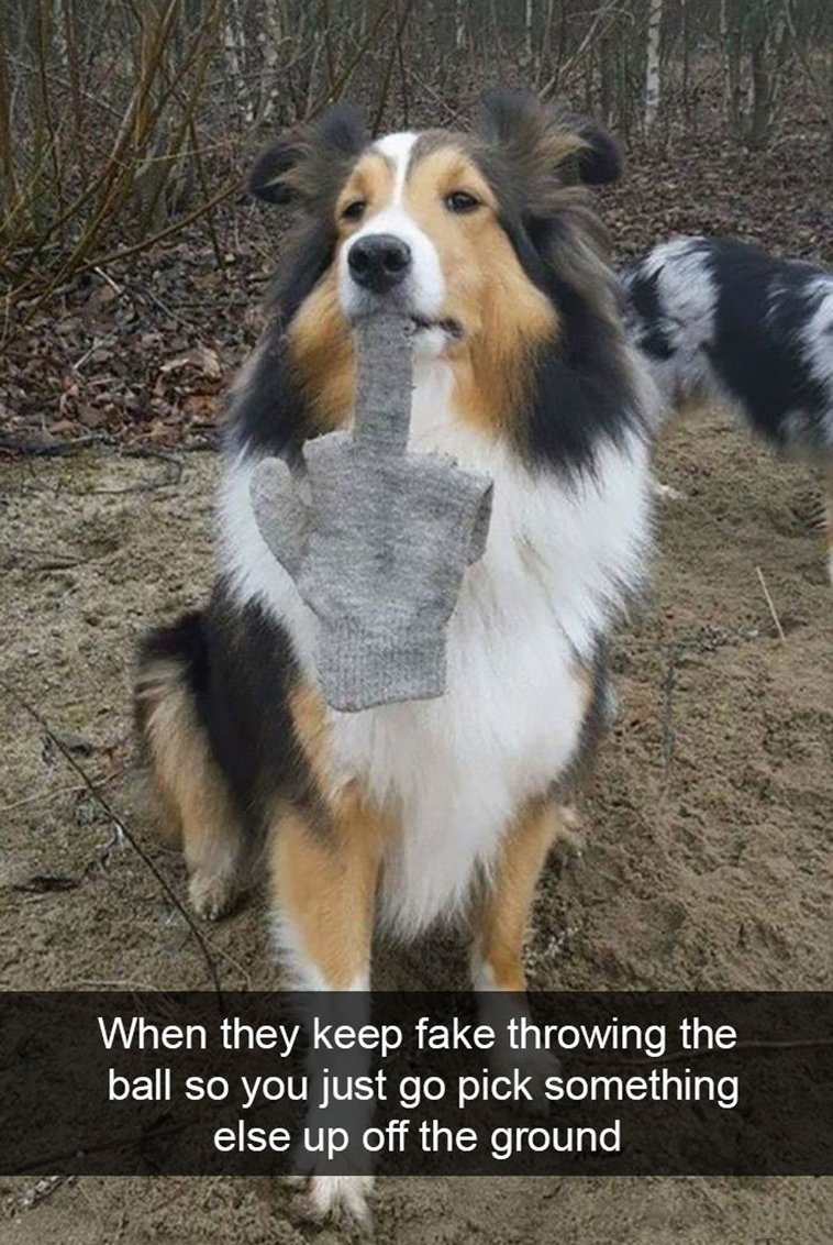 funny-dogs-snapchat-pics