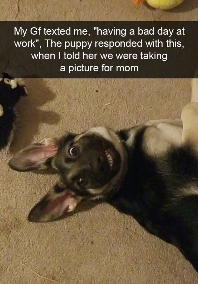 funny-dogs-snapchat-pics