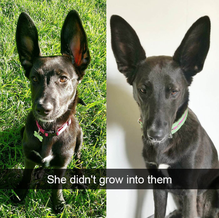 funny-dogs-snapchat-pics