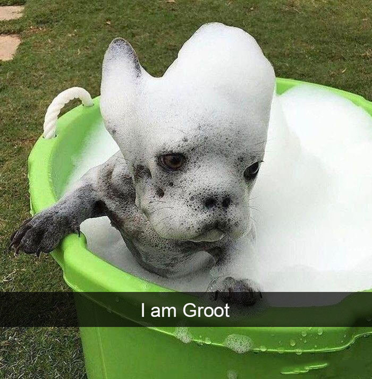 funny-dogs-snapchat-pics